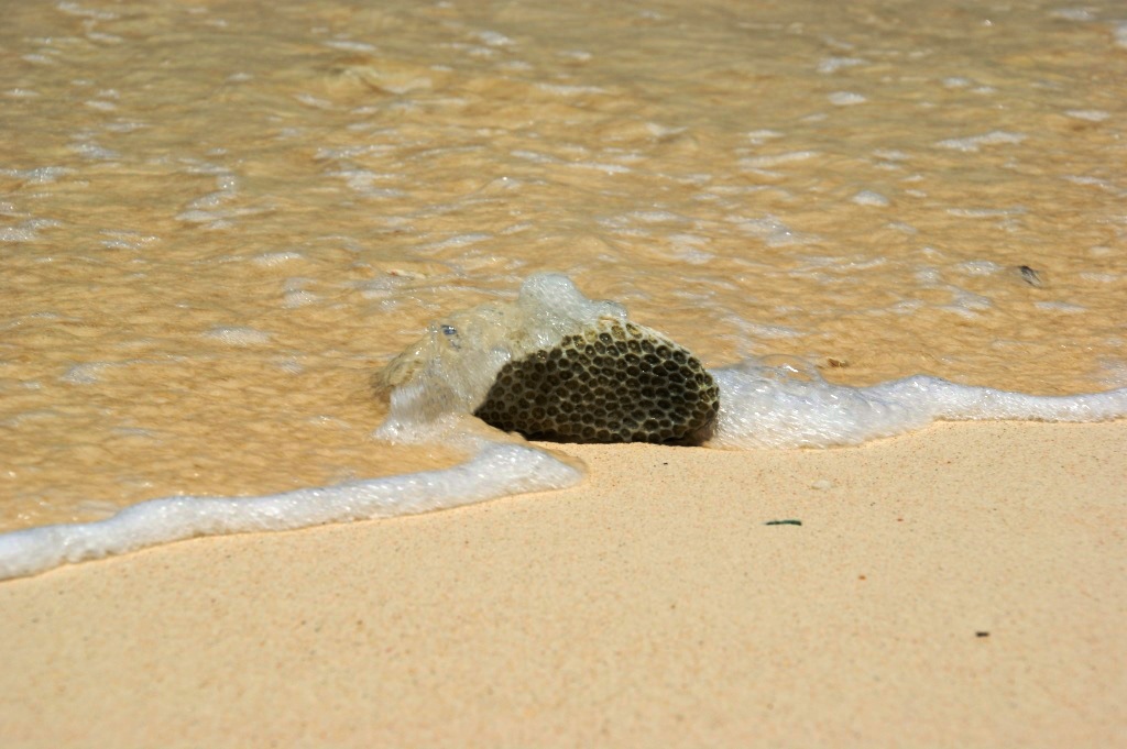 Koralle am Strand von Silhouette Seychellen