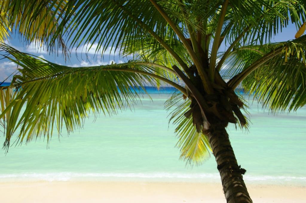 Palme am Strand von Silhouette Seychellen