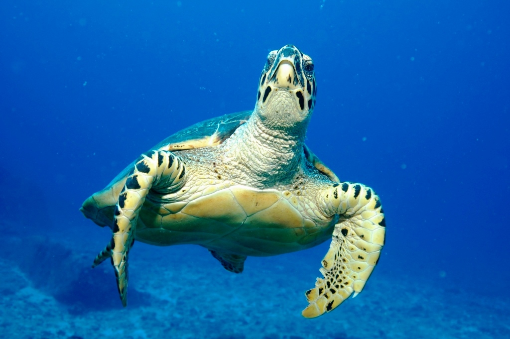 Wasserschildkröte Seychellen