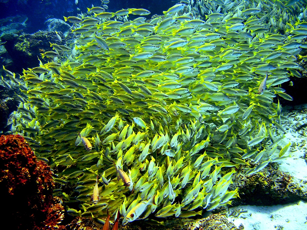 Fischschwarm Seychellen