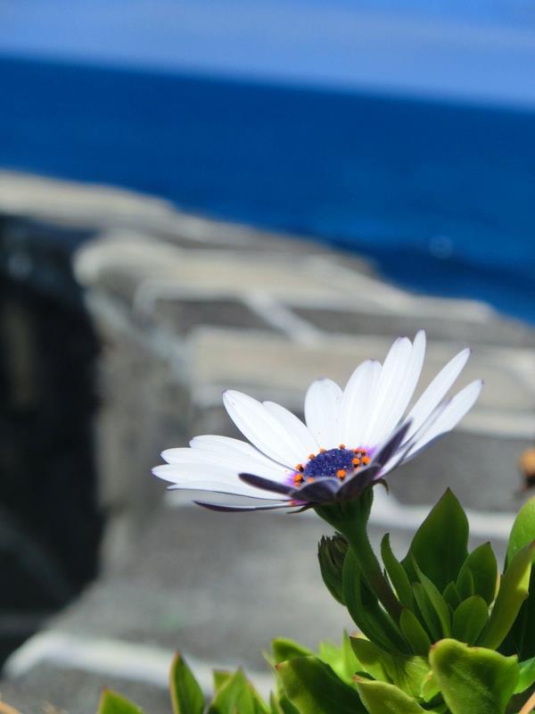 Blumen auf Menorca