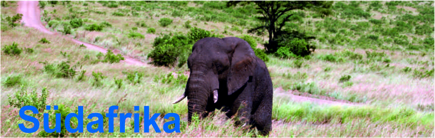 Südafrika Elefant