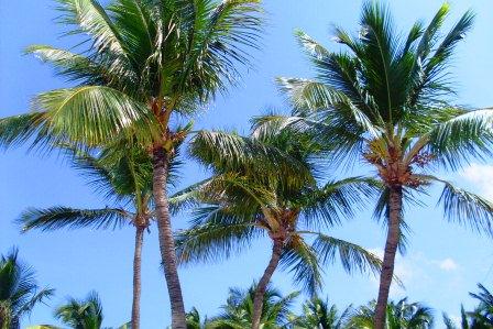 Palmen auf Aruba