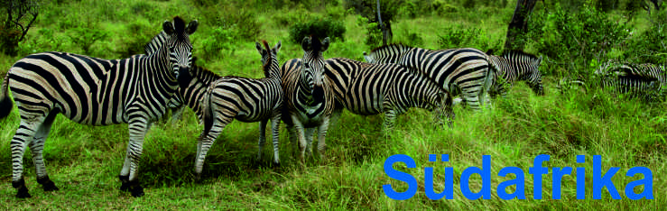 Zebras in Südafrika