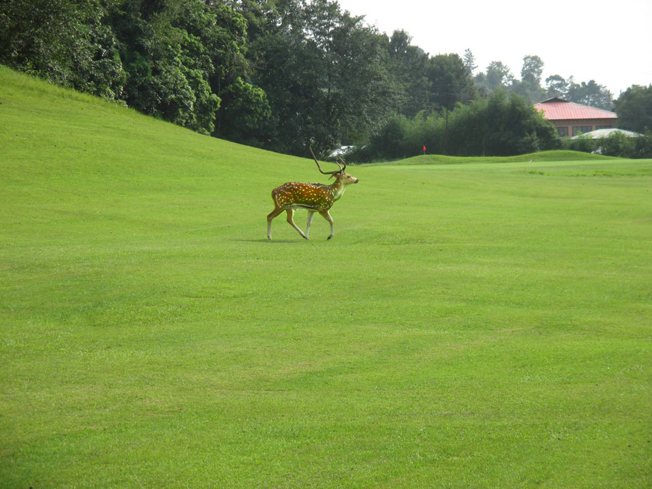 Golf Gorkana Wild auf dem Green