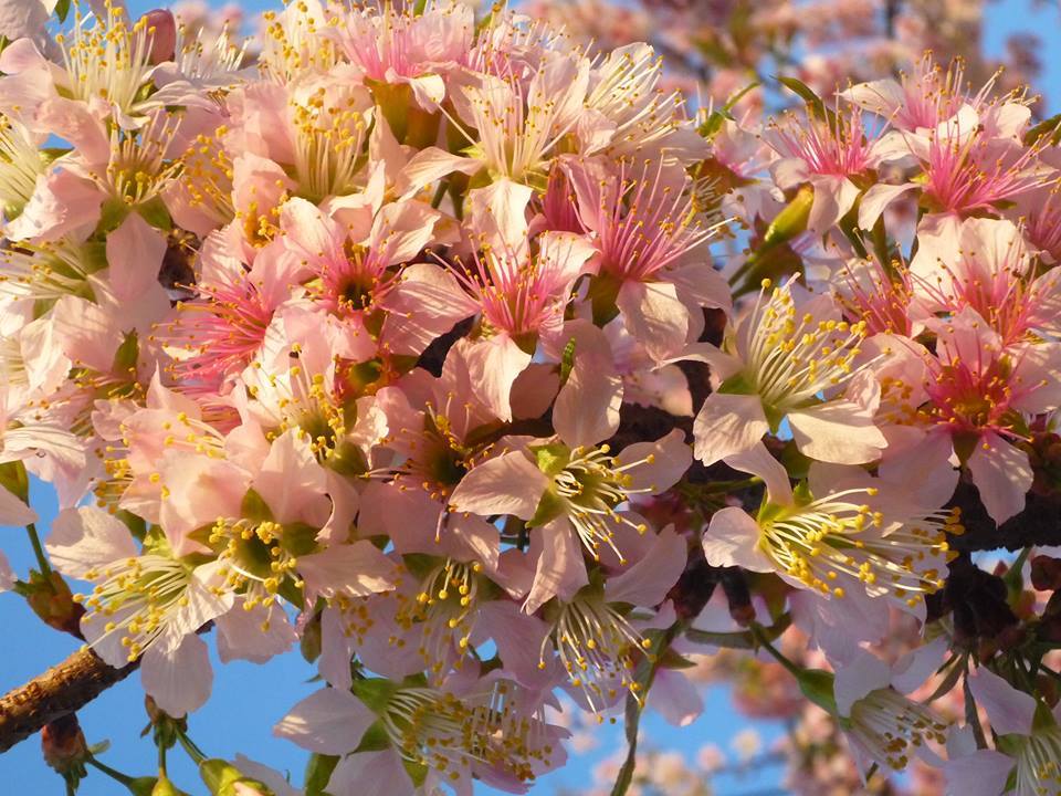 Kirschblüten im Dezember