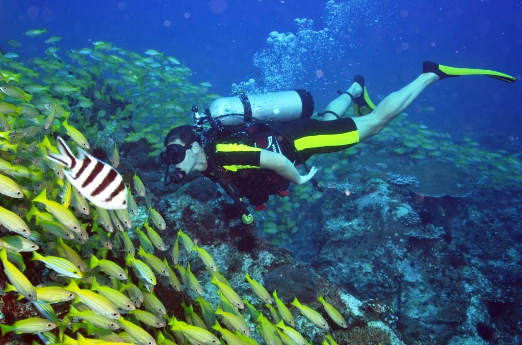 Fische auf den Seychellen