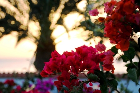 Blumen von Maspalomas