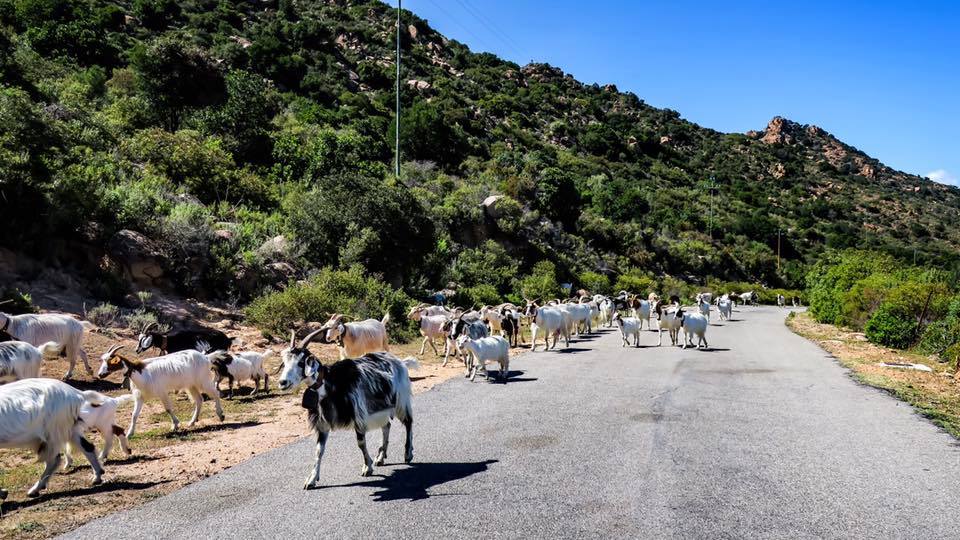 Ziegenherde auf Sardinien